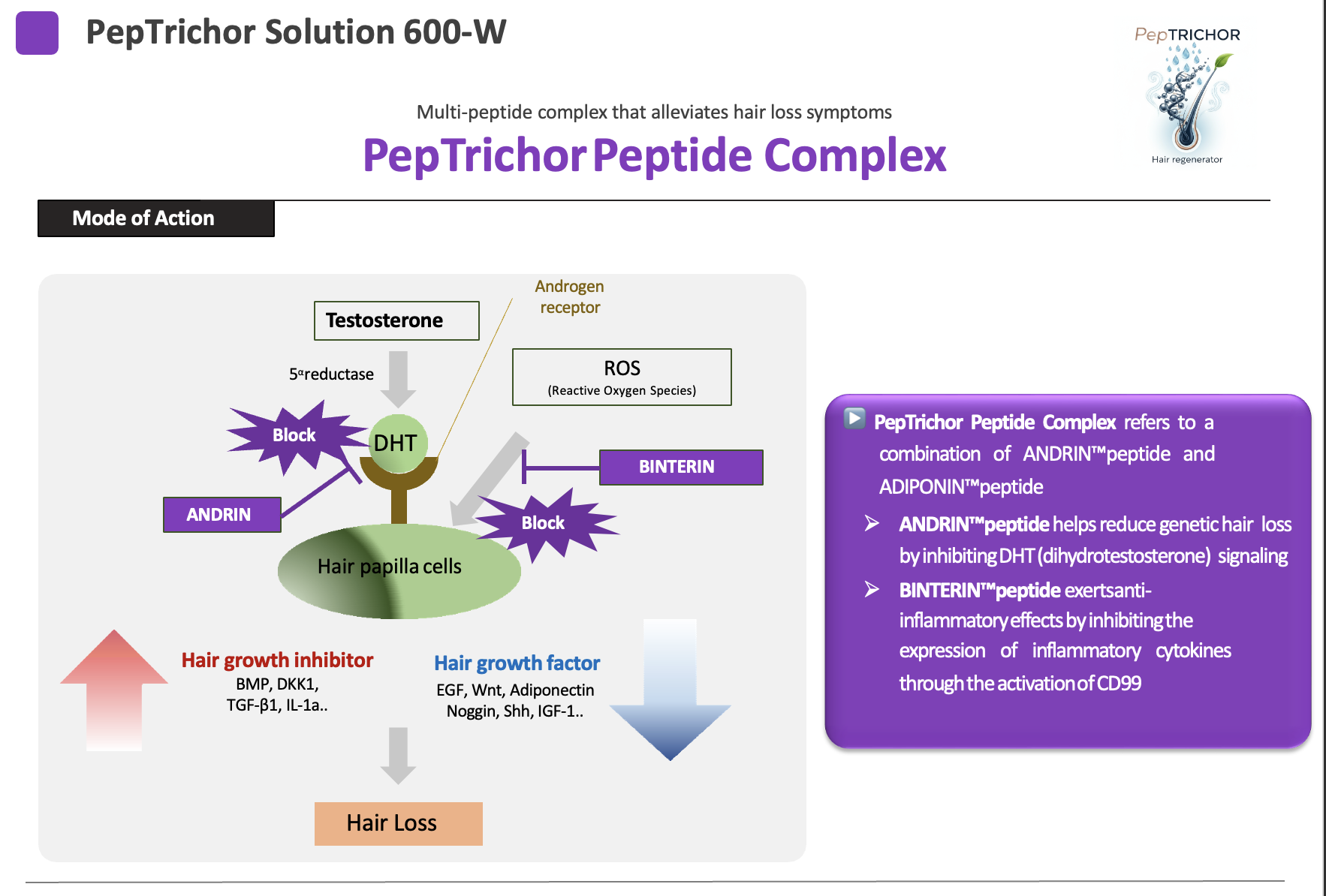 PepTrichor Mode of Action - DHT and ROS Blocking Mechanism